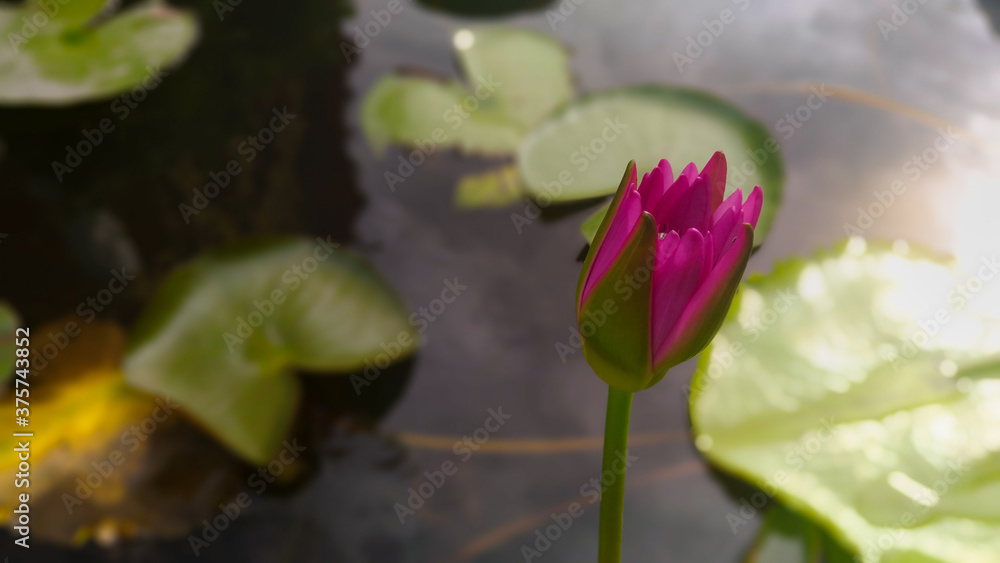 beautiful lotus flower on the water after rain in garden. beautiful lotus flower on the water after rain in garden.