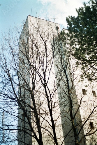 Wallpaper Mural Forest observatory Torontodigital.ca