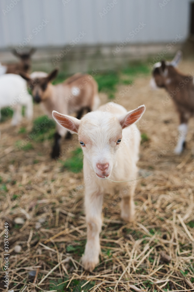 goats goats