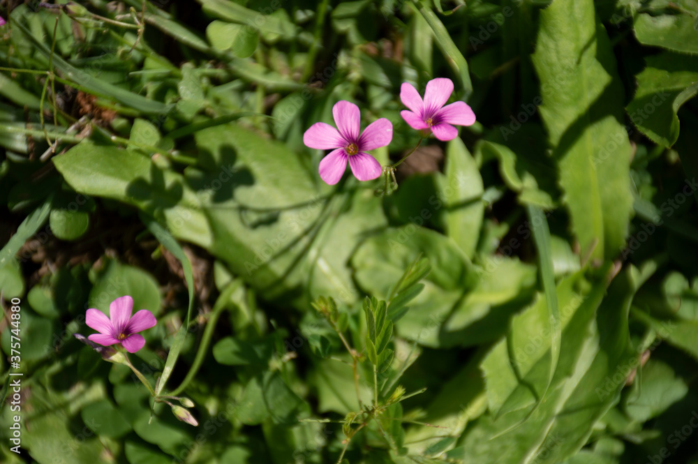 Close up of pink grass flowers