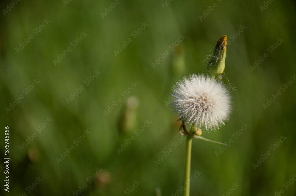 Dandelion plant with blurred green background