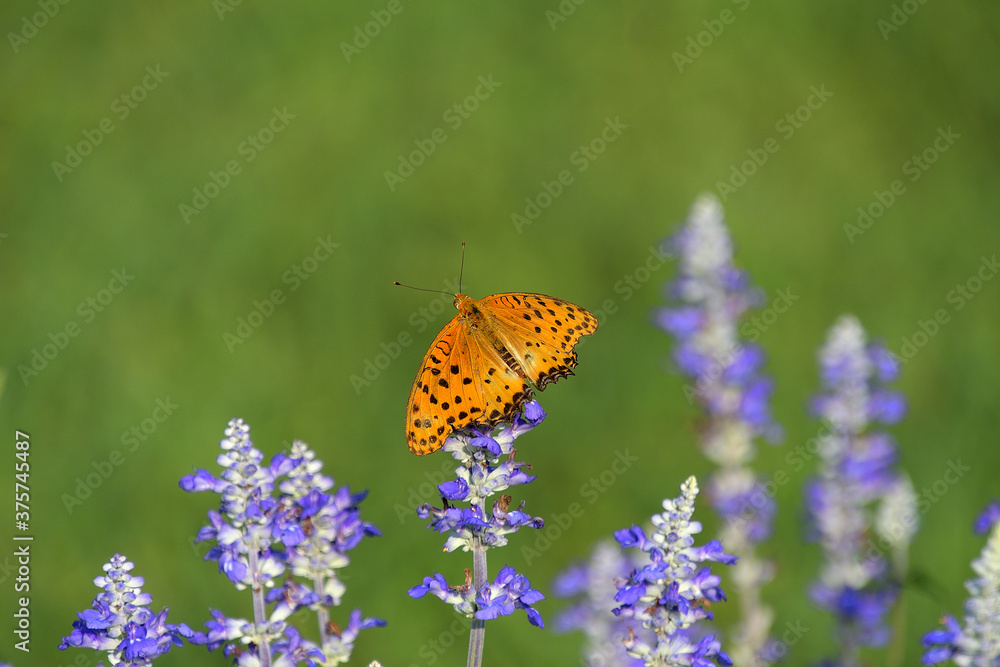 Obraz premium ブルーサルビアにとまって翅を広げた雄のツマグロヒョウモン