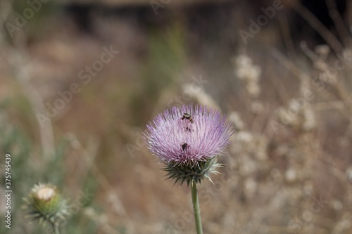 Pink head inflorescence blossom on Desert Thistle, Cirsium Neomexicanum, Asteraceae, native herbaceous biennial in Joshua Tree National Park, Southern Mojave Desert, Springtime. photo