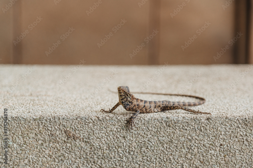 Lizard on wall Lizard on wall