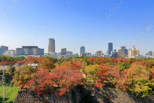 Fototapeta Naklejka Na Ścianę i Meble -  Beautiful cityscape with colorful woods foregroud and blue sky background, viewed from  the Osaka Castle Park,Osaka,Japan