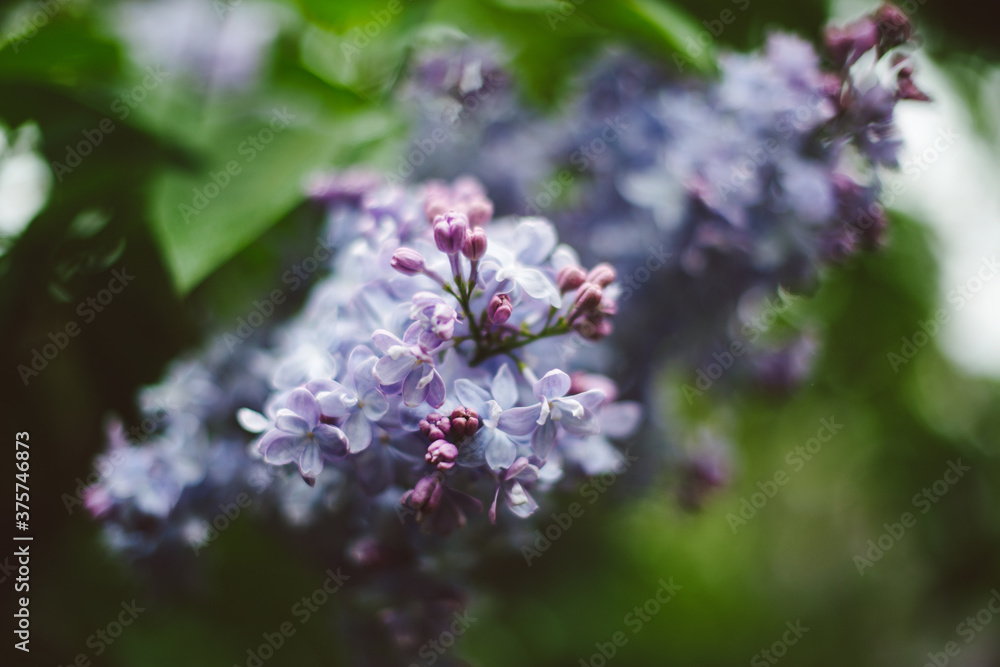 Beautiful spring lilac blossoms in the Brooklyn Botanic Garden Beautiful spring lilac blossoms in the Brooklyn Botanic Garden