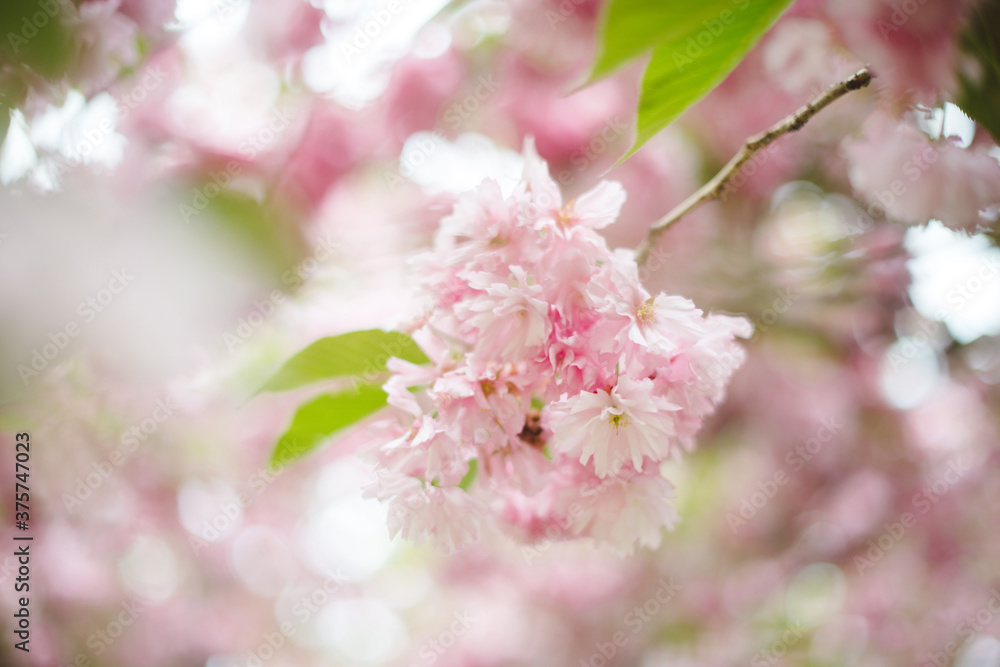 Beautiful spring cherry blossoms in the Brooklyn Botanic Garden Beautiful spring cherry blossoms in the Brooklyn Botanic Garden