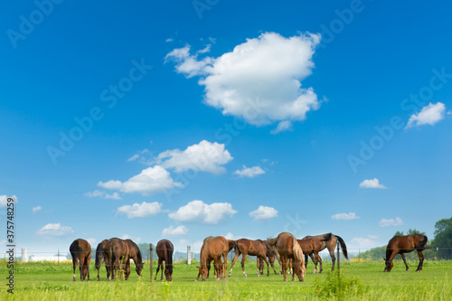 Red horse with long mane in field against sky. herd gallops in green field. portrait of a chestnut horse in a summer field. blue sky background with tiny clouds. Beautiful sky clouds background.