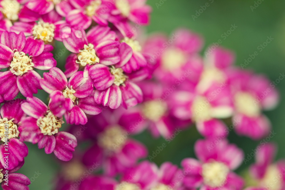 Macro of pink yarrow flower blooms in spring Macro of pink yarrow flower blooms in spring