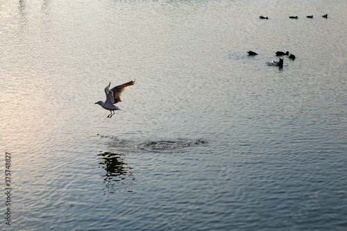 A Seagull Takes Flight From The Water photo