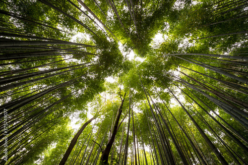 Arashiyama bamboo forest in Kyoto  Japan.