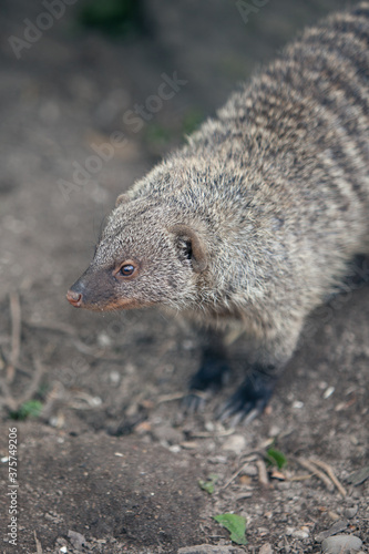 Cute mongoose photo