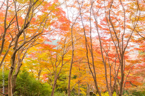 Autumn leaves in Kyoto