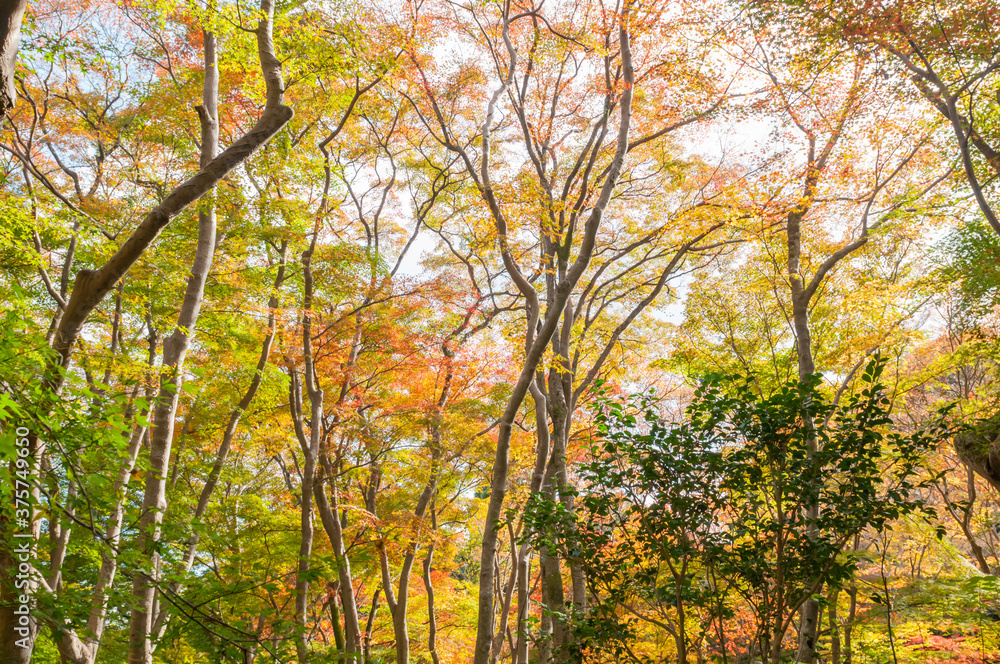 Autumn leaves in Kyoto