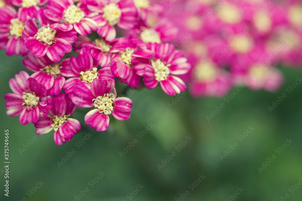 Macro of pink yarrow flower blooms in spring Macro of pink yarrow flower blooms in spring