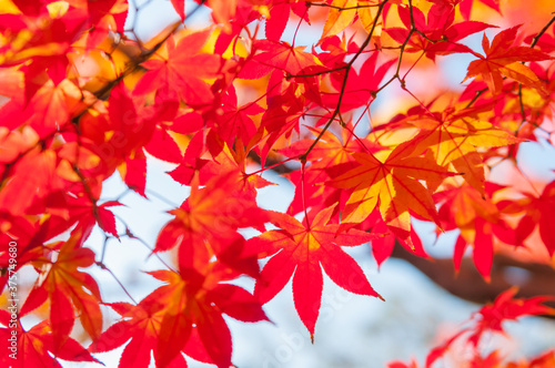 Autumn leaves in Kyoto © Masayoshi Hirose