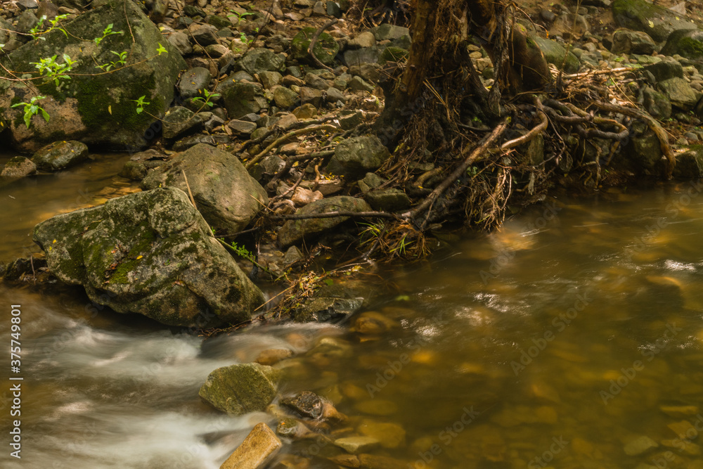 Tree with exposed roots on shore of mountain stream Tree with exposed roots on shore of mountain stream