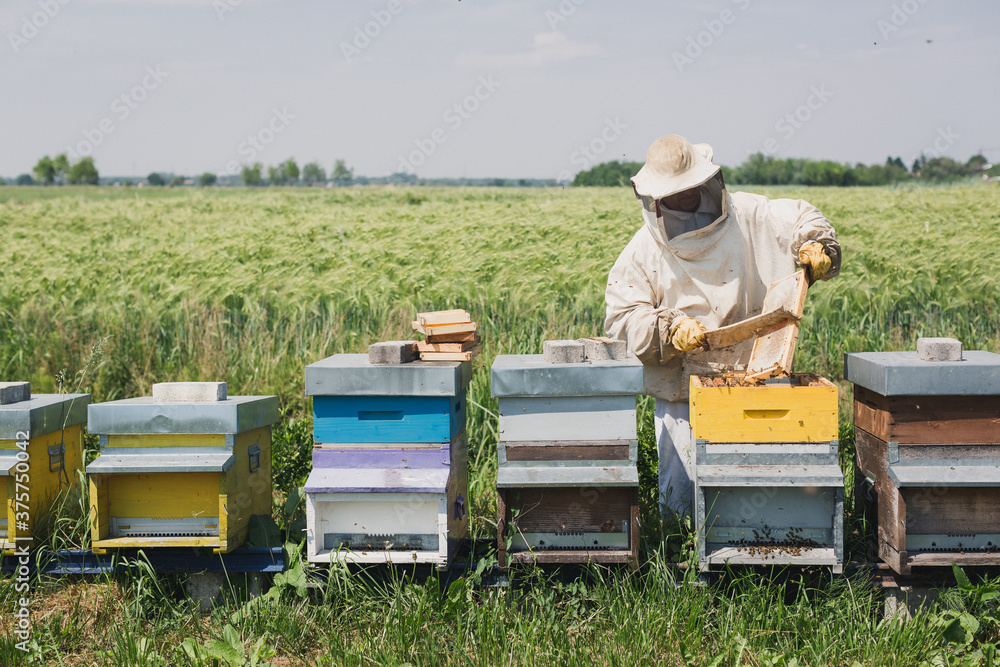 Beekeeper harvesting honey Beekeeper harvesting honey
