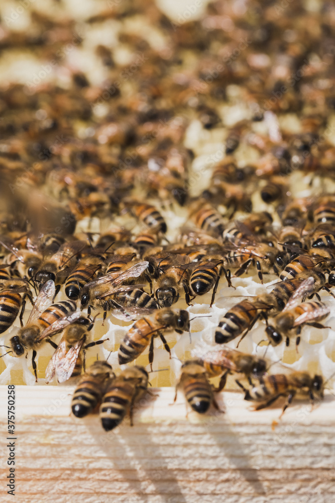 Honeybees inside a beehive. Honeybees inside a beehive.