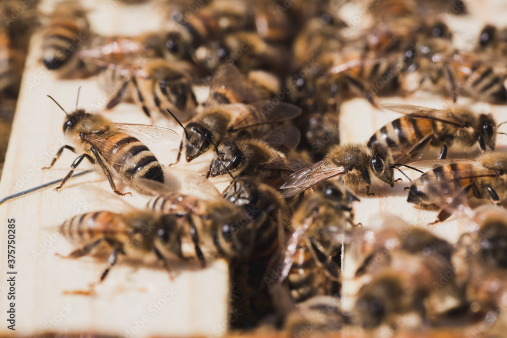 Honeybees inside a beehive. Honeybees inside a beehive.