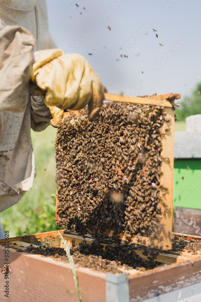 Beekeeper harvesting honey Beekeeper harvesting honey
