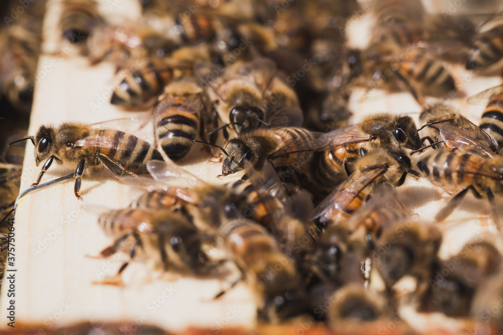Honeybees inside a beehive. Honeybees inside a beehive.