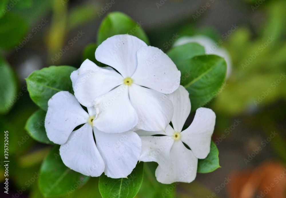 forget me not flowers