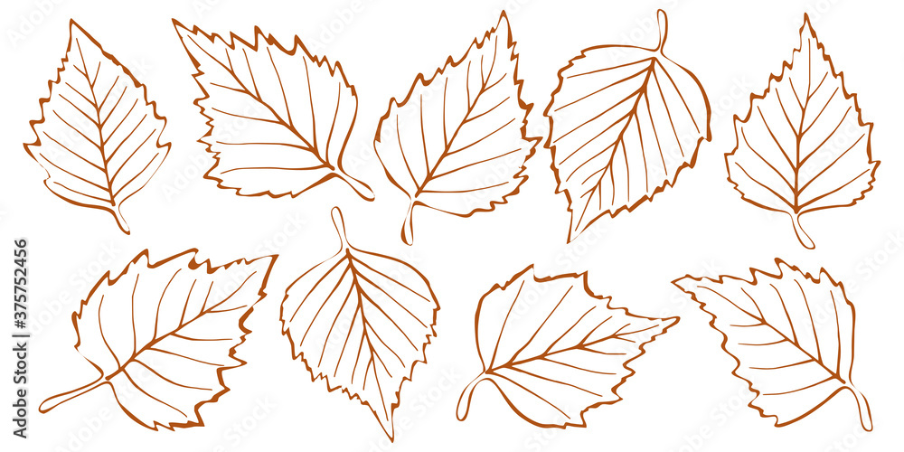 Autumn birch leaves on a white background, vector illustration