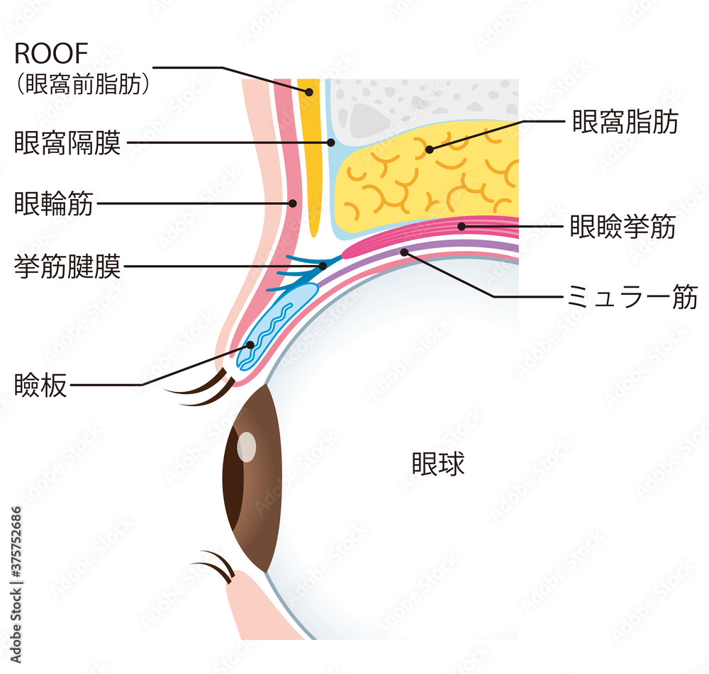 眼球の 構造 – 眼球解剖図 _ 目の仕組みとはたらき – VZRHJA