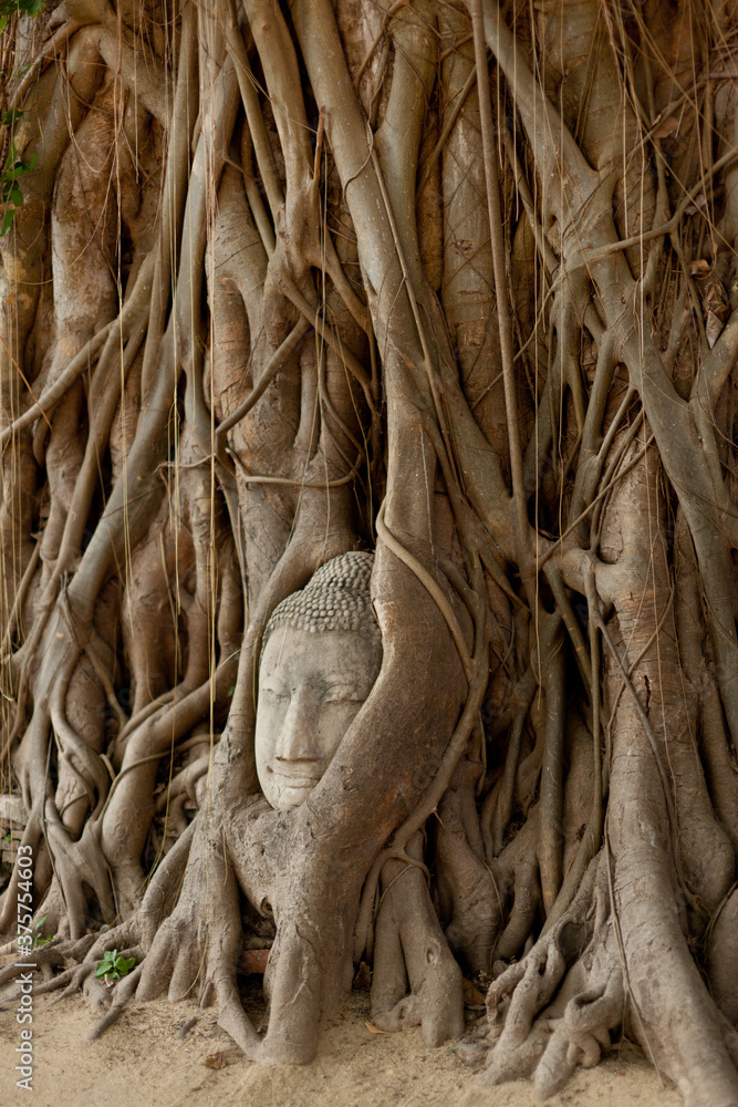 Sculpture in tree roots Sculpture in tree roots