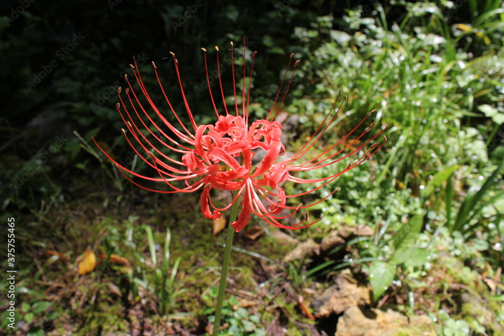 自然の中に咲く彼岸花 自然の中に咲く彼岸花