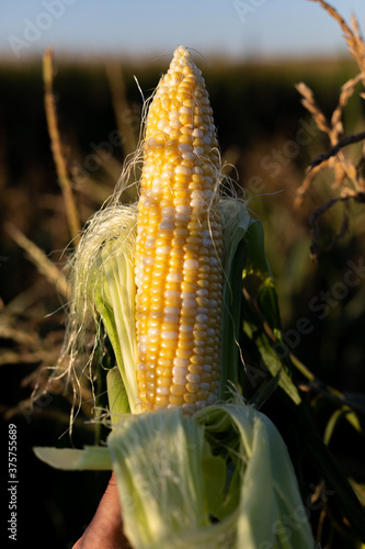 corn in the corn field