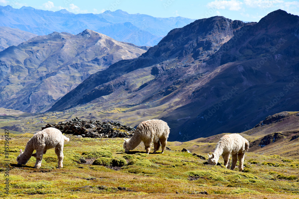 Alpacas in the mountains in Peru