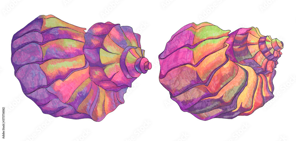 Coloured Pen Shell Drawing Set hand-drawn coloring pens pink and purple sea shell isolated on ...