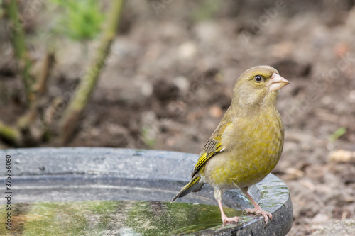 Greenfinch on the edge of a birdbath photo