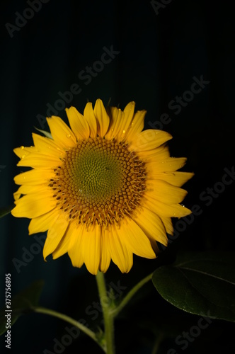 sunflowers bloom at night