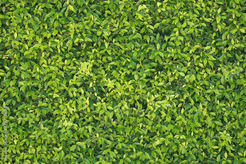 Leaves Tropical forest trees texture background wallpaper Leaves Tropical forest trees texture background wallpaper