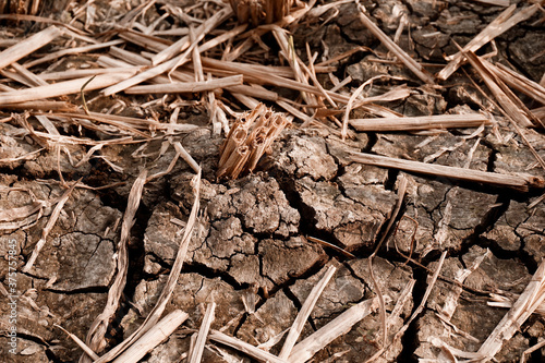 Dry and cracked soil after harvesting. Climate change concept, nature background © muhammad