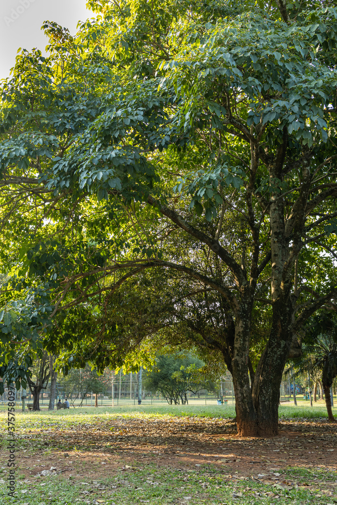 Naklejka premium Final de tarde em parque com muito verde na cidade de São Paulo. Por do sol no lado do parque.