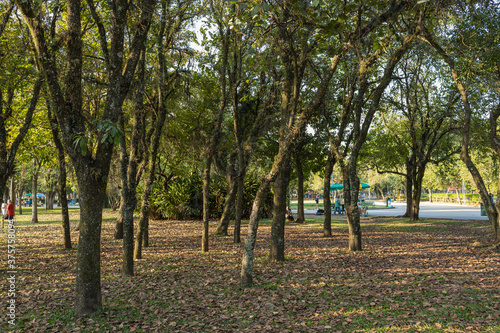 Final de tarde em parque com muito verde na cidade de S  o Paulo. Por do sol no lado do parque.