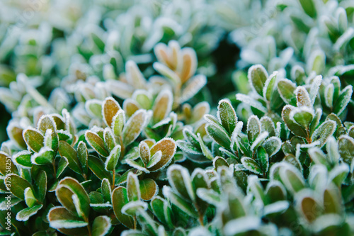 Frosted boxwood leaves photo