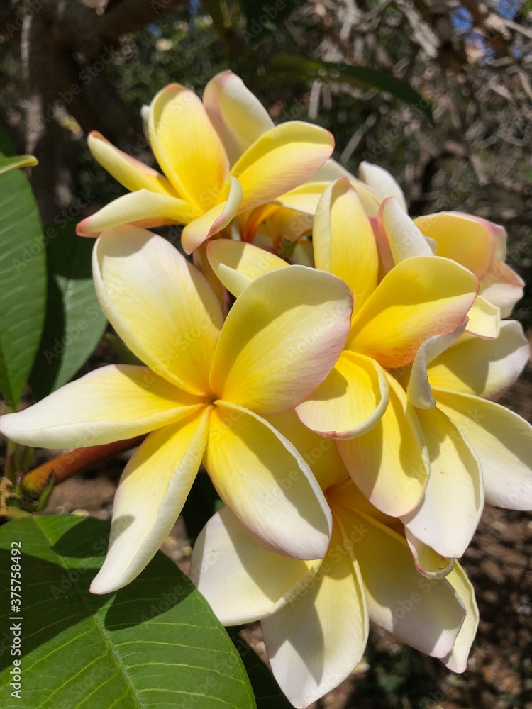 Fototapeta premium frangipani flower on the tree
