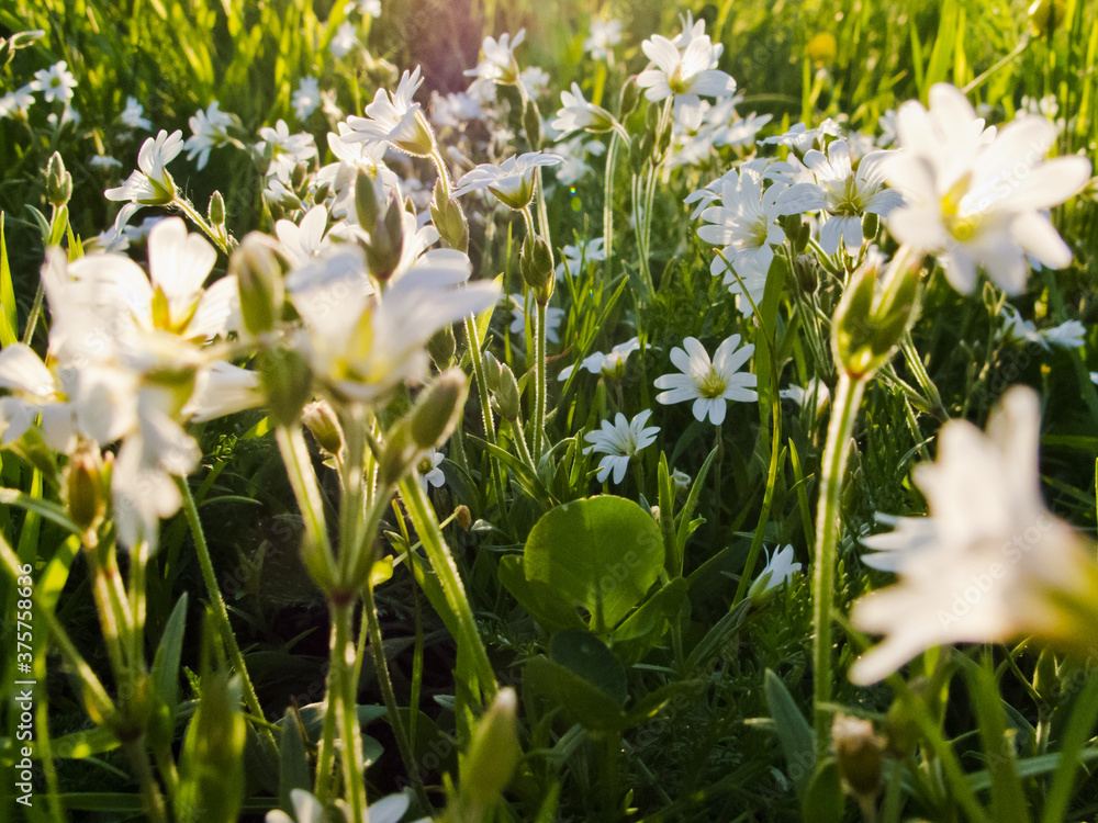 White flowers blooming in grass in spring White flowers blooming in grass in spring