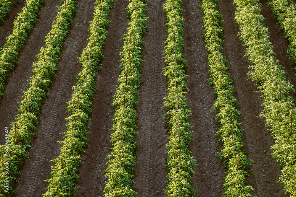 Aerial view of organic tomatoes field Aerial view of organic tomatoes field