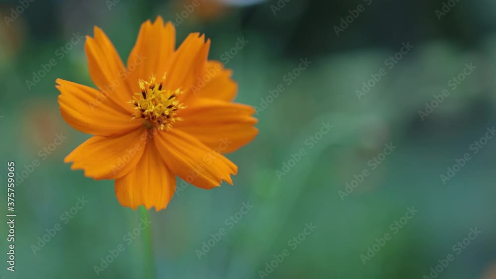 Orange Flower in Yoyogi Park, Shibuya, Tokyo, Japan Orange Flower in Yoyogi Park, Shibuya, Tokyo, Japan