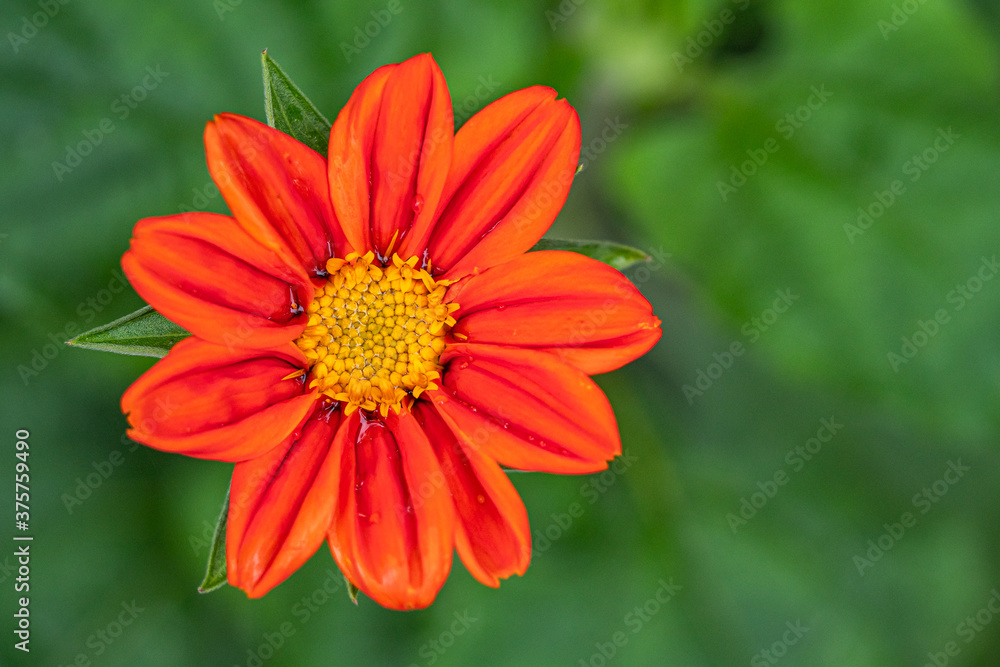 top view of a beautiful sunflower with saturated orange coloured petals blooming in the garden with creamy green background top view of a beautiful sunflower with saturated orange coloured petals blooming in the garden with creamy green background