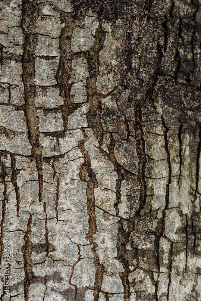 spotted tree trunk surface texture with marks and cracks spotted tree trunk surface texture with marks and cracks