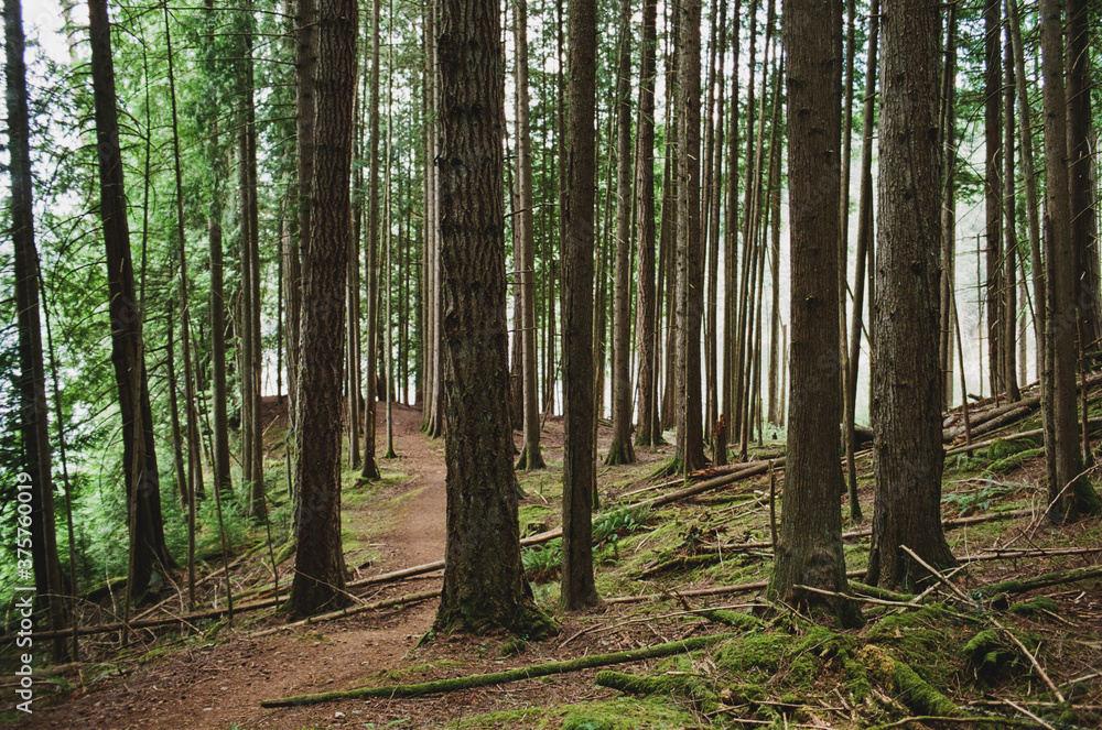 A dirt path on the forest floor A dirt path on the forest floor