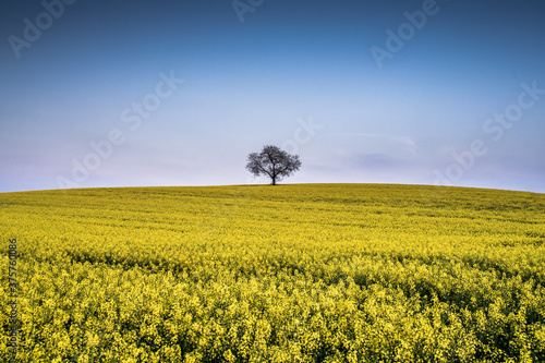 Lonely Tree in Canola Field photo