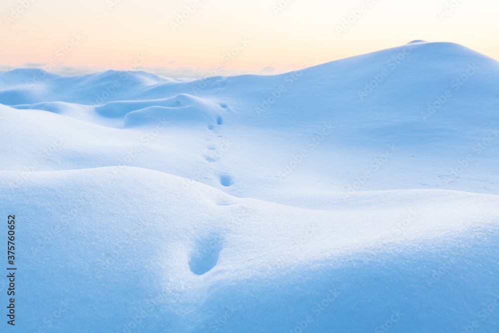 Tracks from a fox in deep untouched snow on the coast of Helsinki Tracks from a fox in deep untouched snow on the coast of Helsinki